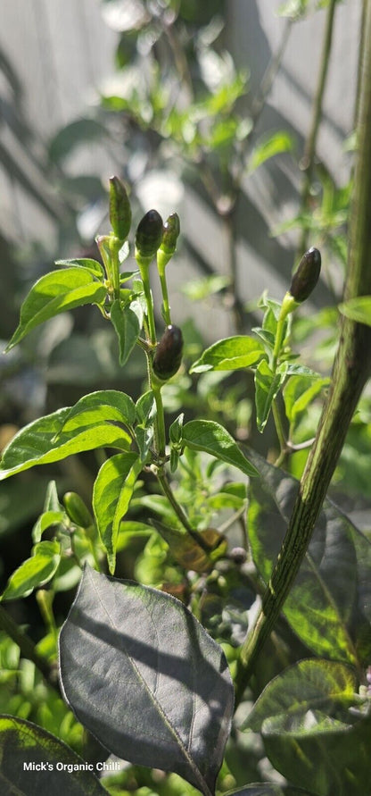 Chilli - Wild Texas Rice 10 Seeds