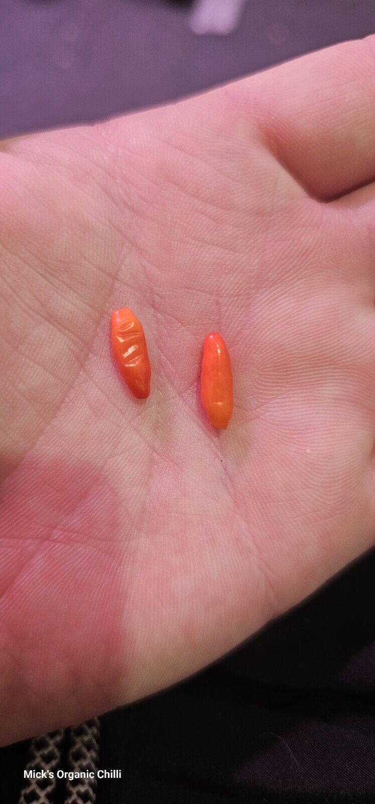 Chilli - Wild Texas Rice 10 Seeds