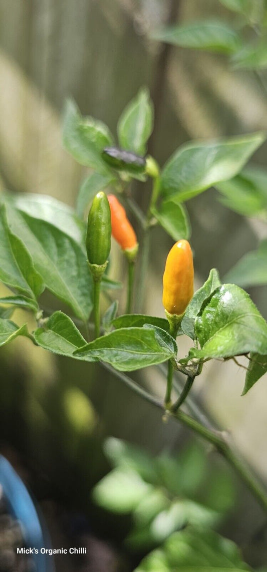 Chilli - Wild Texas Rice 10 Seeds