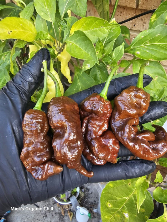 Chilli - Chocolate Primotalii  10 Seeds